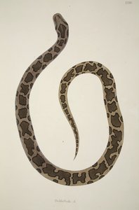 Pedda Poda. A., from an Account of Indian Serpents Collected on the Coast of Coromandel, pub. 1796 by William Skelton